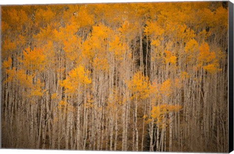 Framed Intimate Aspen Print