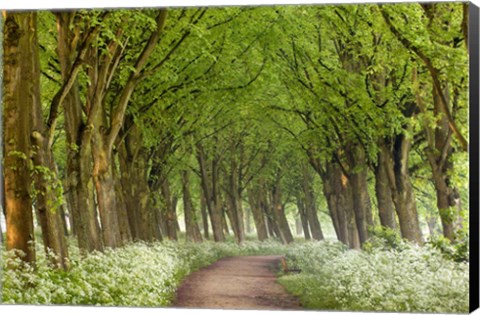 Framed Cow Parsley Curve Print