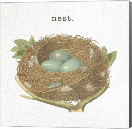 Framed Spring Nest III Nest Print