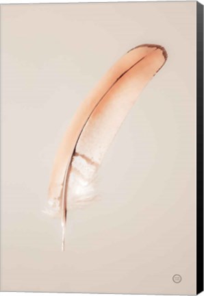 Framed Floating Feathers III Print