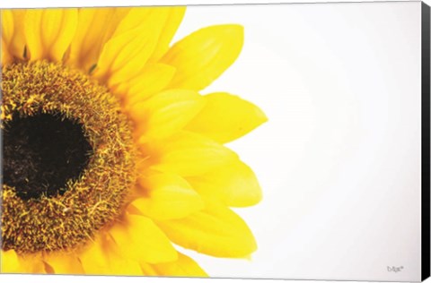 Framed Sunflower Close-up Print