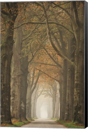 Framed Beech Lined Road Print