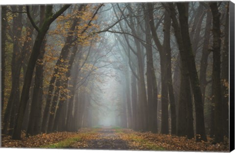 Framed Moody Autumn Print