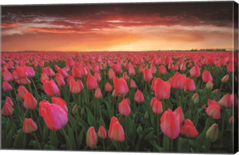 Framed Tulip Field Sunset Print