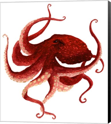 Framed Giant Pacific Octopus - Red Print