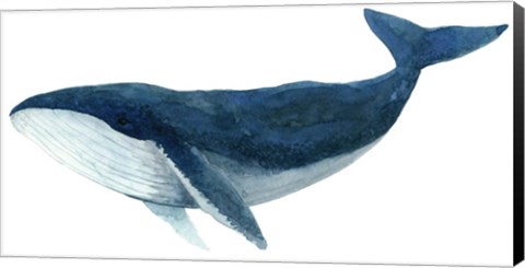 Framed Humpback Whale - Blue Print