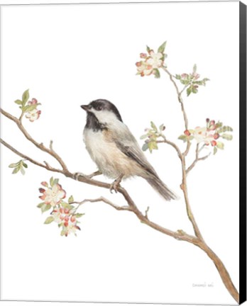 Framed Black Capped Chickadee v2 on White Print