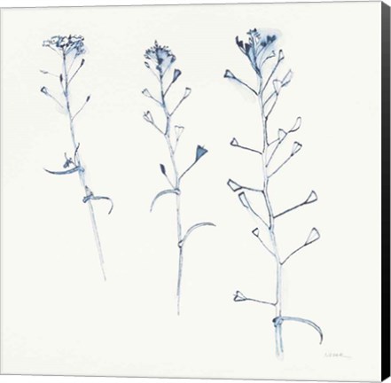 Framed Shepherds Purse Stems I Blue Print