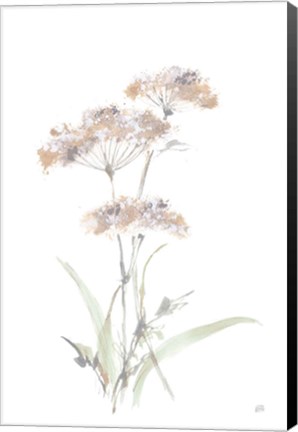 Framed Tall Queen Annes Lace IV Print