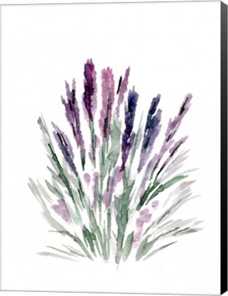 Framed Lavender Print