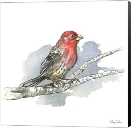 Framed Birds &amp; Branches IV-House Finch Print