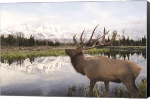 Framed Bull Elk in Tetons Print