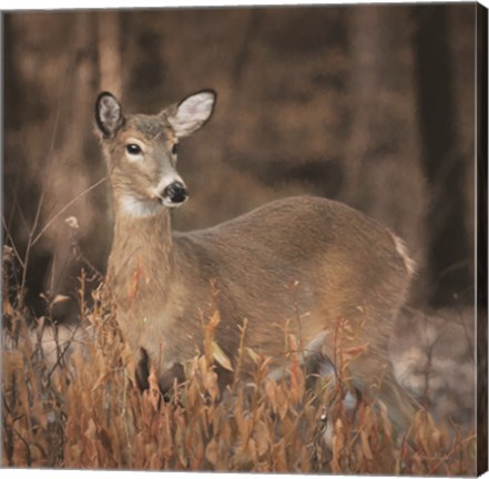 Framed Whitetail Deer Print