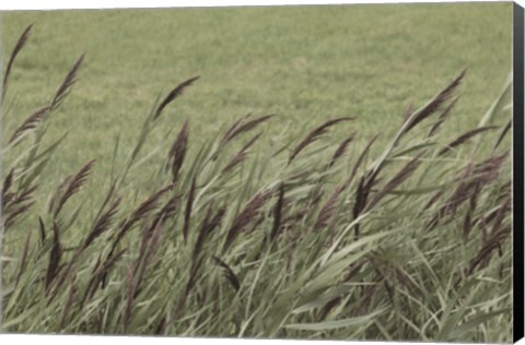 Framed Wispy Grass Print