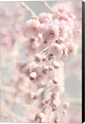 Framed Weeping Cherry Print