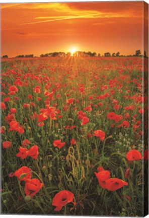 Framed Poppies at Sunset Print