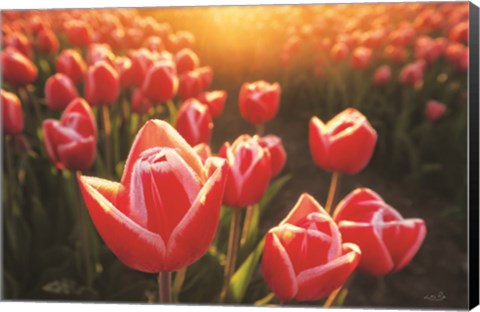 Framed Tulips at Sunrise Print