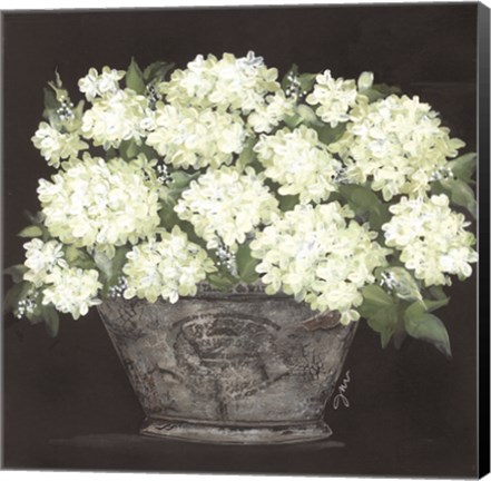 Framed Snowball Hydrangea Pail Print