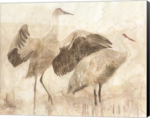 Framed Sandhill Cranes 2 Print