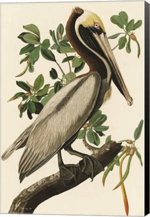 Framed Audubon Brown Pelican Print