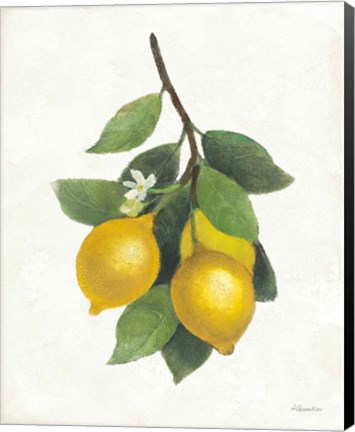 Framed Lemon Branch III Print