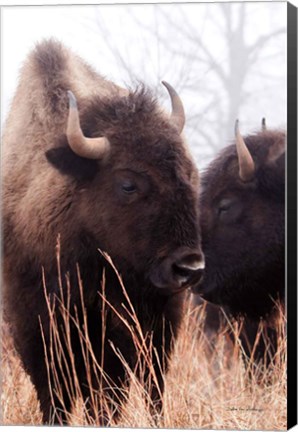 Framed American Bison VI Print