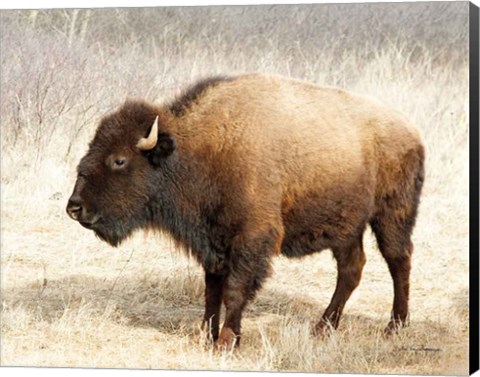 Framed American Bison III Print