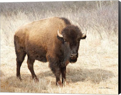 Framed American Bison II Print