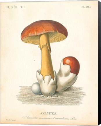 Framed French Mushrooms II Print