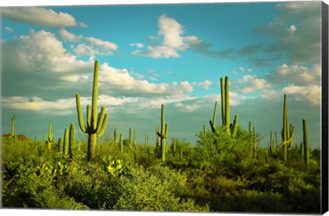 Framed Saguaros No. 2 Print