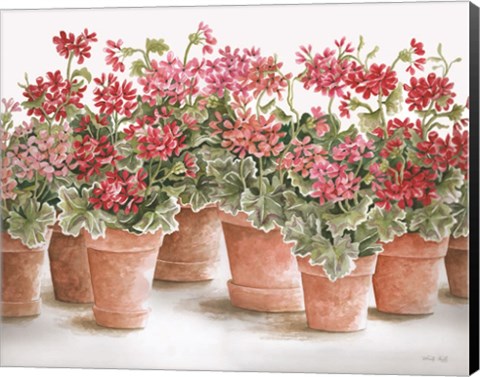 Framed Potted Geranium Mix I Print