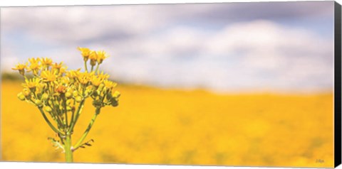 Framed Field of Yellow II Print