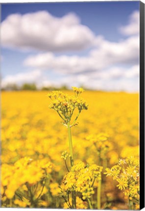 Framed Field of Yellow III Print