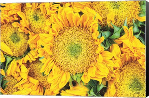 Framed Sunflower Summer Print