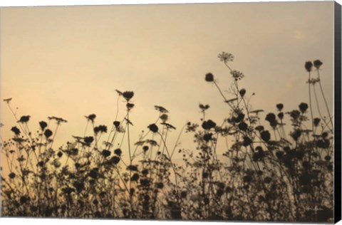 Framed Sunset Lace Print
