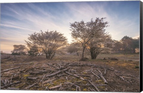 Framed Spring Bushes at Sunrise Print