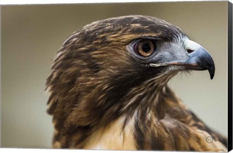 Framed Red Tailed Hawk Profile Print