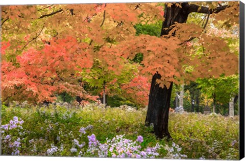 Framed Autumn Splendor Print