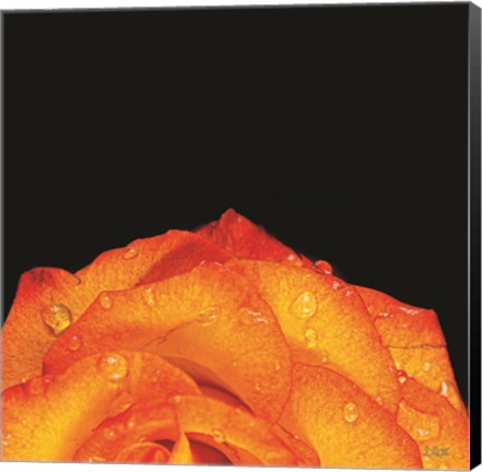 Framed Orange Petals Print