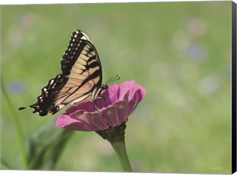 Framed Butterfly Resting Spot I Print