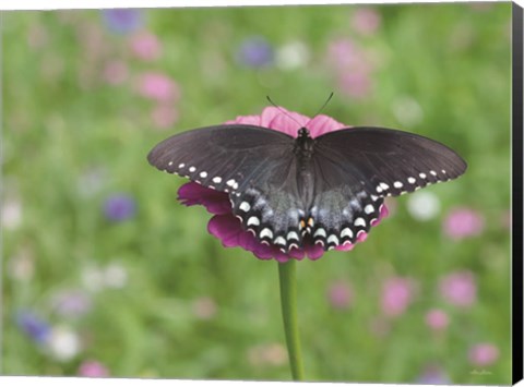 Framed Butterfly Resting Spot II Print