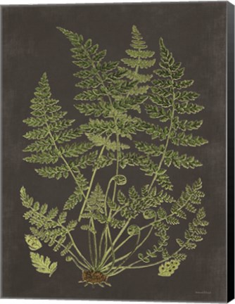 Framed Fern Study Print