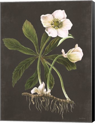 Framed Hellebore Print