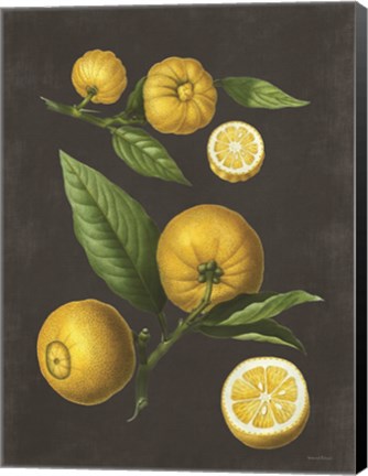 Framed Lemon Citrus Print