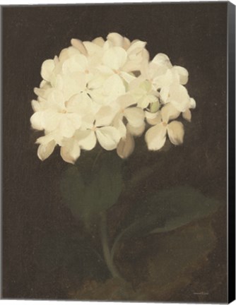 Framed Vintage White Hydrangea Print