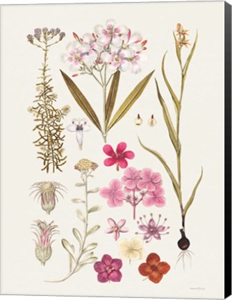Framed Vintage Bloom Study Print