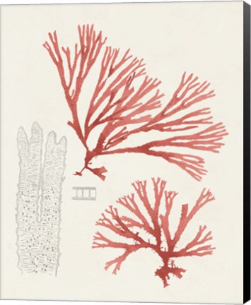 Framed Vintage Coral Study I Print