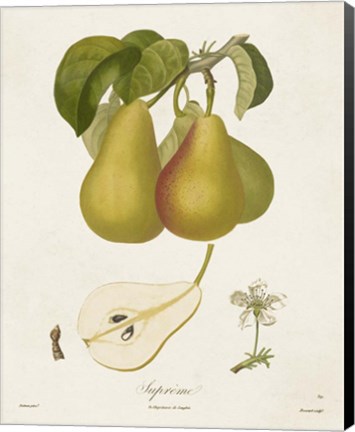 Framed Vintage Pears V Print