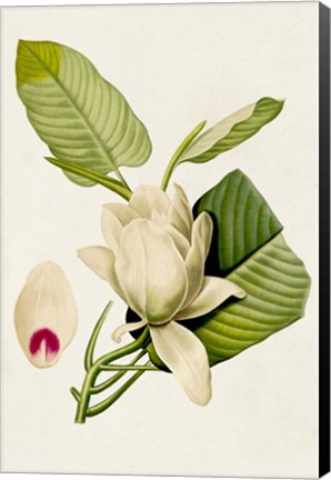 Framed Magnolia Flowers II Print