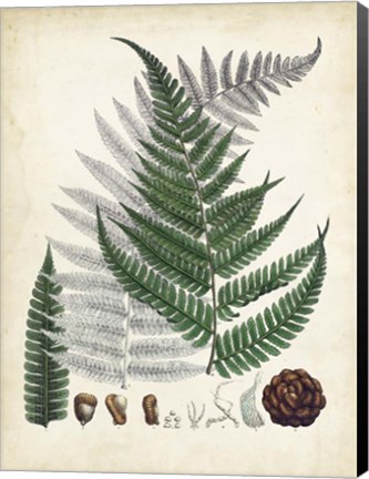 Framed Collected Ferns II Print